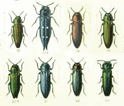 Host Tree Features as Predictors of Insect Damage – Center for Invasive ...